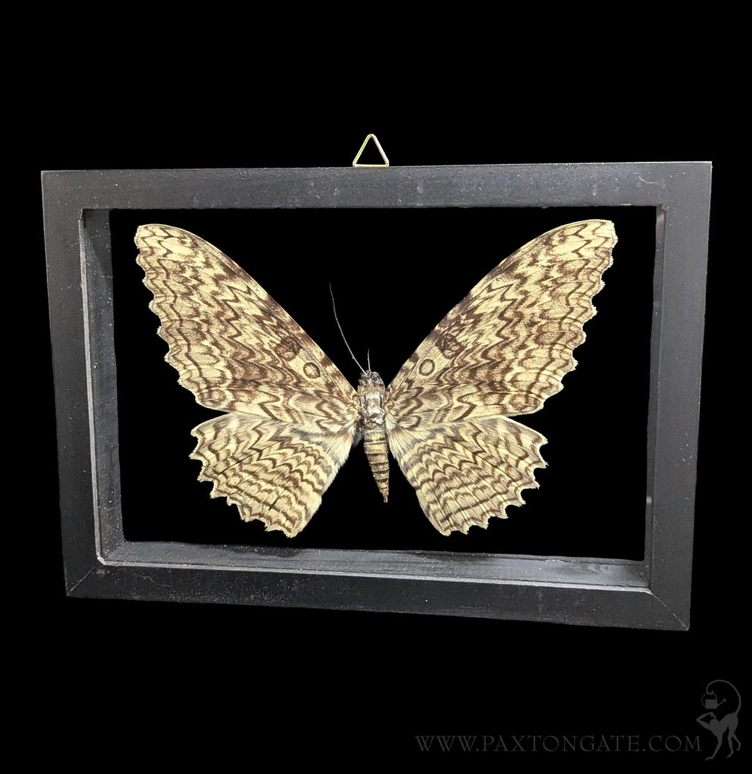 Double Glass Framed White Witch Moth For Sale | Paxton Gate