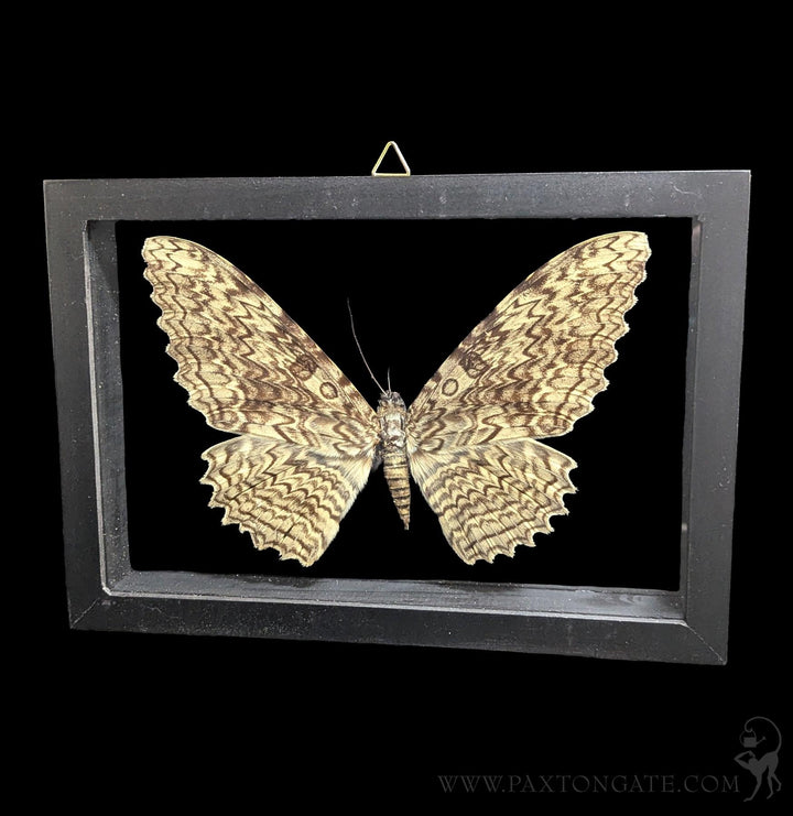 Double Glass Framed White Witch Moth For Sale | Paxton Gate