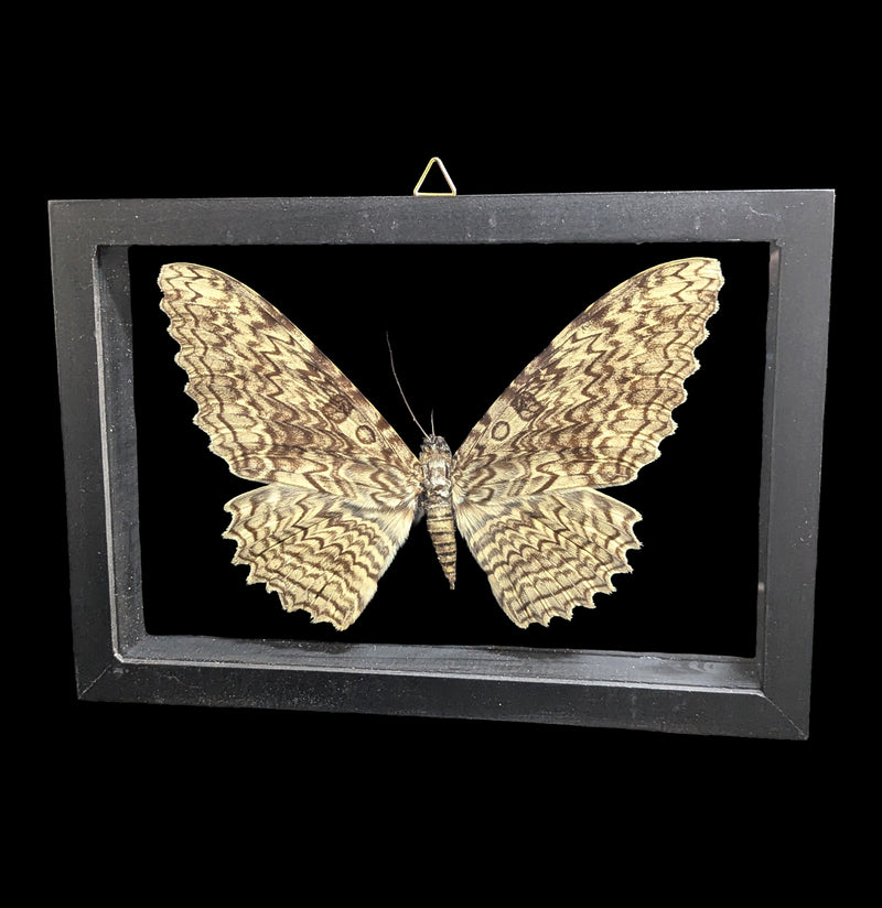 Double Glass Framed White Witch Moth-Insects-Natural Insect-PaxtonGate