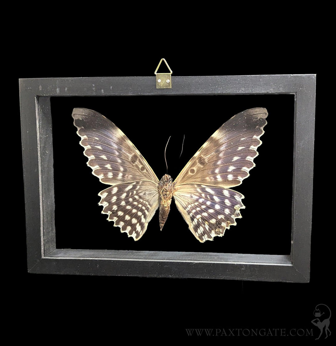 Double Glass Framed White Witch Moth For Sale | Paxton Gate