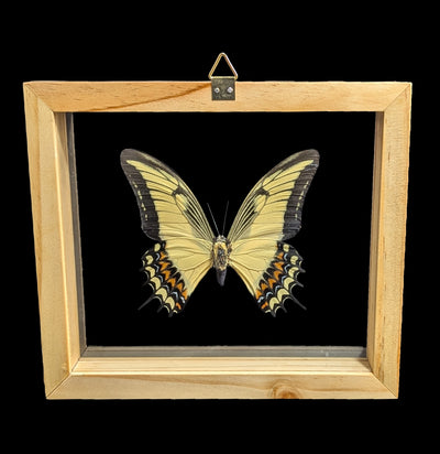 Double Glass Framed Papilio Androgeus Butterfly-Insects-Natural Insect-PaxtonGate