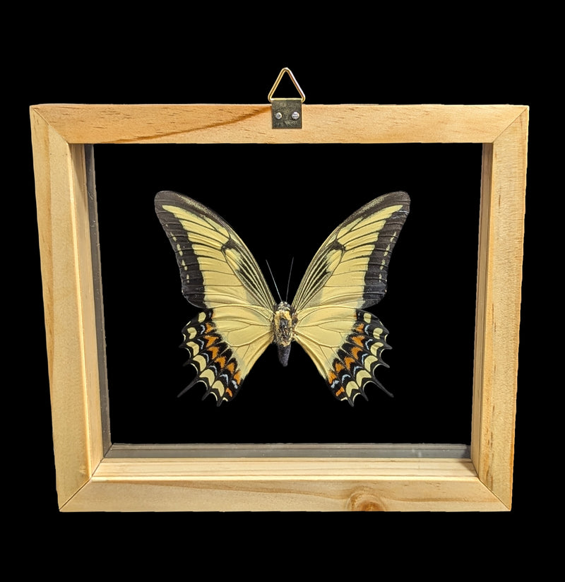 Double Glass Framed Papilio Androgeus Butterfly-Insects-Natural Insect-PaxtonGate