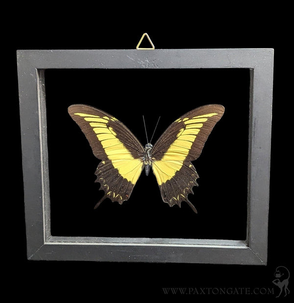 Double Glass Framed Papilio Androgeus Butterfly-Insects-Natural Insect-PaxtonGate