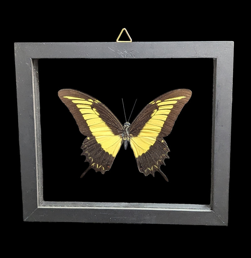 Double Glass Framed Papilio Androgeus Butterfly-Insects-Natural Insect-PaxtonGate