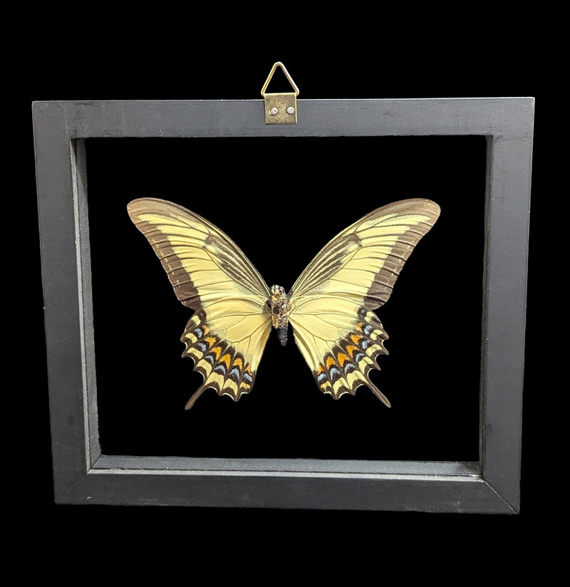Double Glass Framed Papilio Androgeus Butterfly-Insects-Natural Insect-PaxtonGate