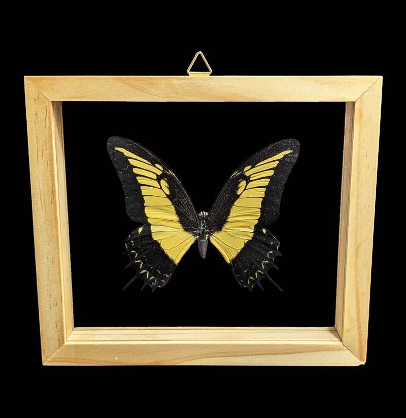 Double Glass Framed Papilio Androgeus Butterfly-Insects-Natural Insect-PaxtonGate