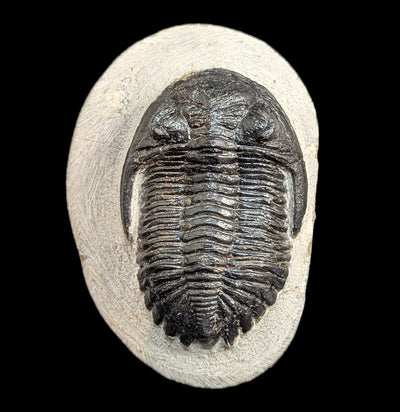 Hollardops Trilobite Fossil in Matrix Specimen B-Fossils-Sahara Overland-PaxtonGate