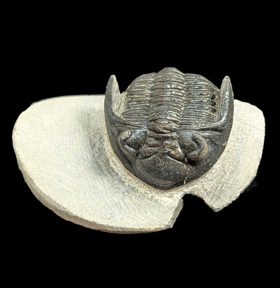 Hollardops Trilobite Fossil in Matrix Specimen D-Fossils-Sahara Overland-PaxtonGate