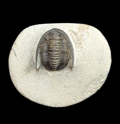 Hollardops Trilobite Fossil in Matrix Specimen F-Fossils-Sahara Overland-PaxtonGate