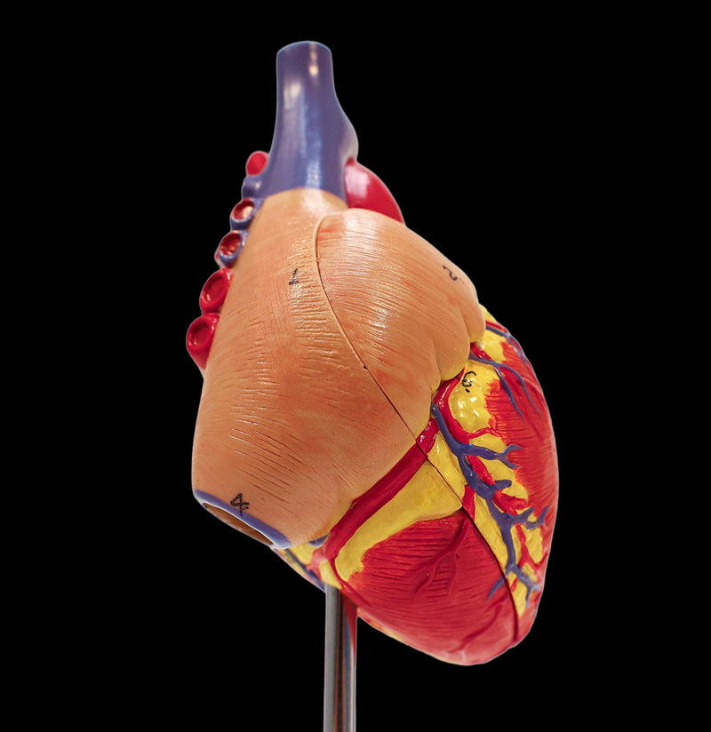 Human Heart Anatomical Model – Paxton Gate
