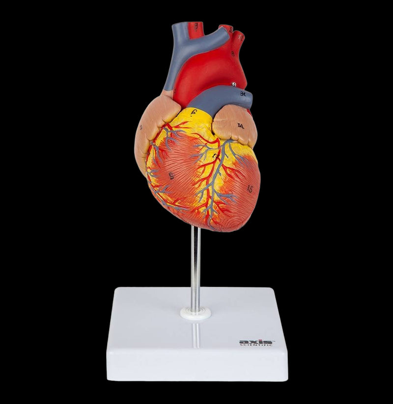 Human Heart Anatomical Model – Paxton Gate