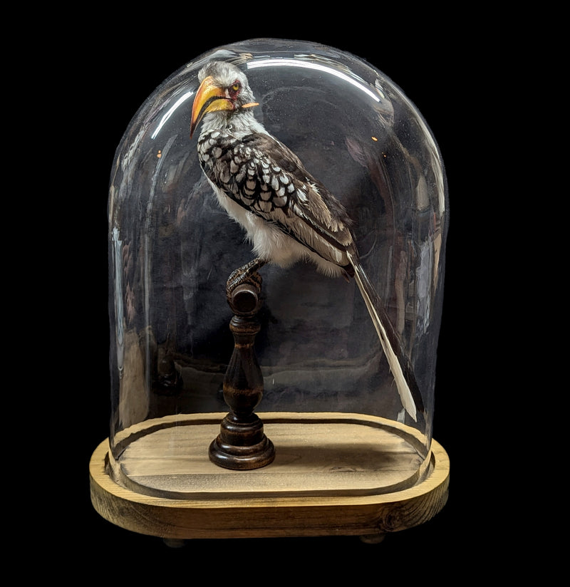 Yellow-billed Hornbill with Glass Dome-Taxidermy-Private Seller-PaxtonGate