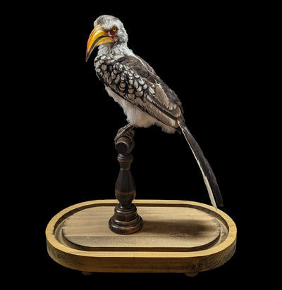 Yellow-billed Hornbill with Glass Dome-Taxidermy-Private Seller-PaxtonGate