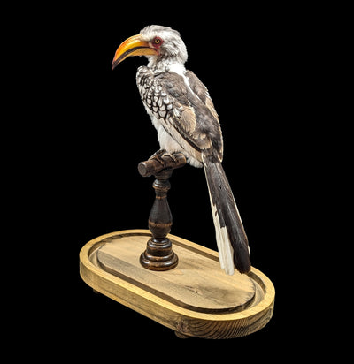 Yellow-billed Hornbill with Glass Dome-Taxidermy-Private Seller-PaxtonGate