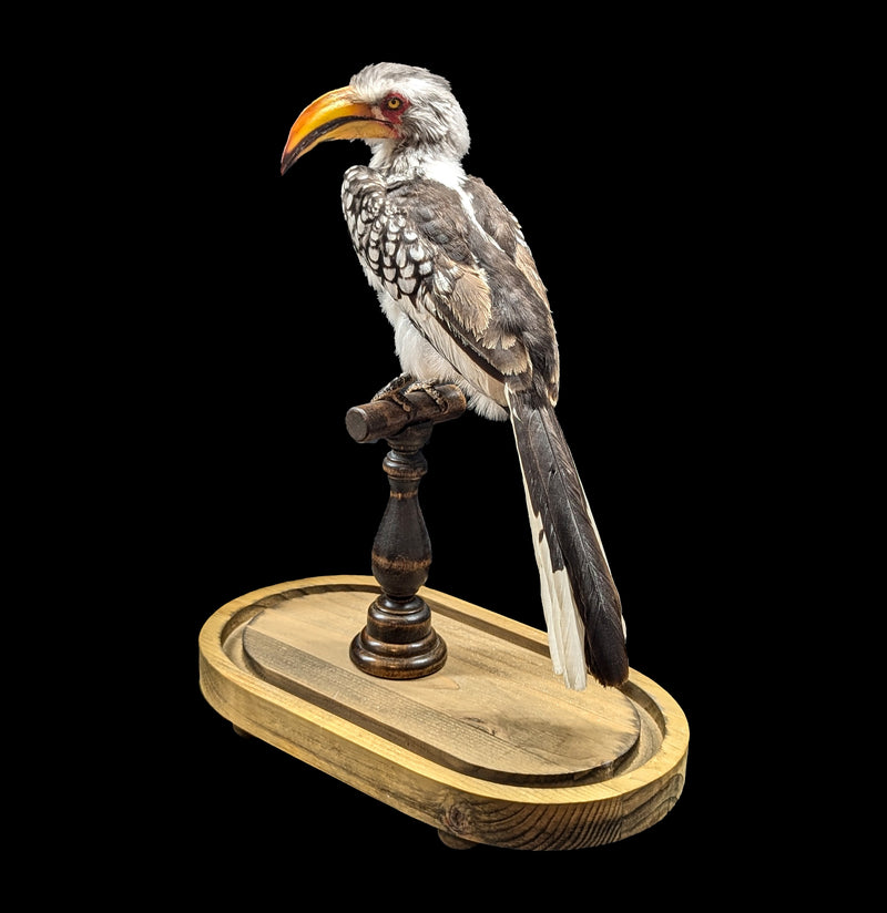 Yellow-billed Hornbill with Glass Dome-Taxidermy-Private Seller-PaxtonGate