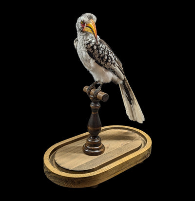 Yellow-billed Hornbill with Glass Dome-Taxidermy-Private Seller-PaxtonGate