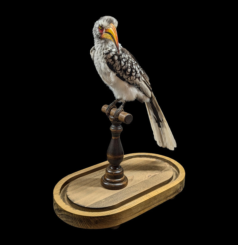 Yellow-billed Hornbill with Glass Dome-Taxidermy-Private Seller-PaxtonGate