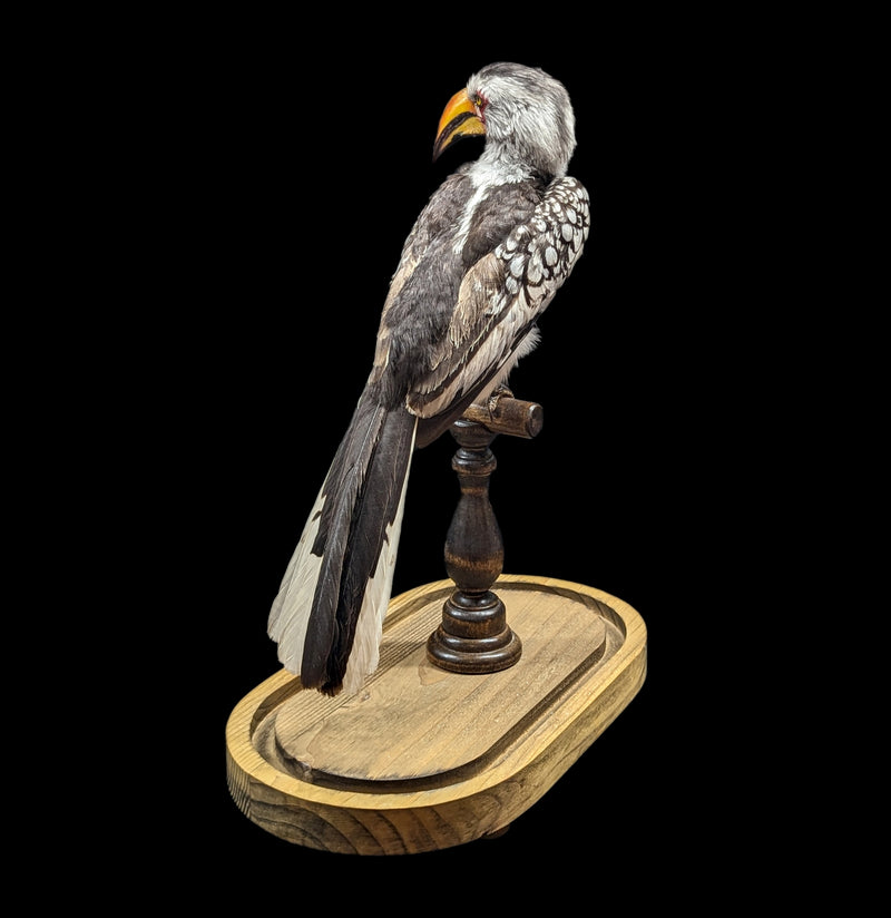 Yellow-billed Hornbill with Glass Dome-Taxidermy-Private Seller-PaxtonGate