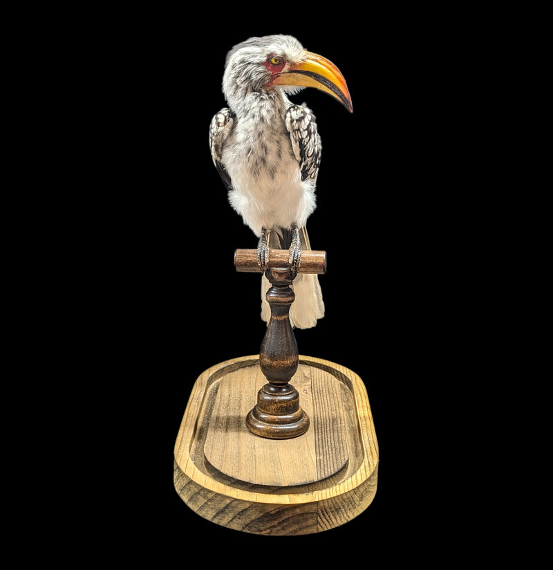 Yellow-billed Hornbill with Glass Dome-Taxidermy-Private Seller-PaxtonGate