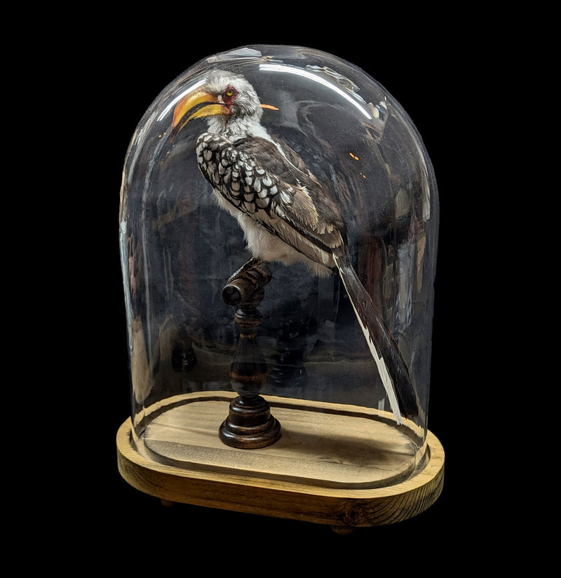 Yellow-billed Hornbill with Glass Dome-Taxidermy-Private Seller-PaxtonGate