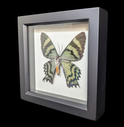 Framed Alcides Day Moth-Insects-Bug Under Glass-PaxtonGate