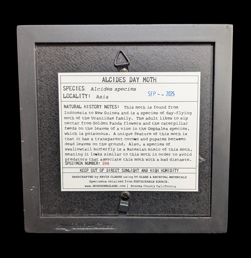 Framed Alcides Day Moth-Insects-Bug Under Glass-PaxtonGate