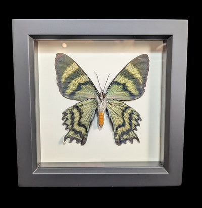 Framed Alcides Day Moth-Insects-Bug Under Glass-PaxtonGate