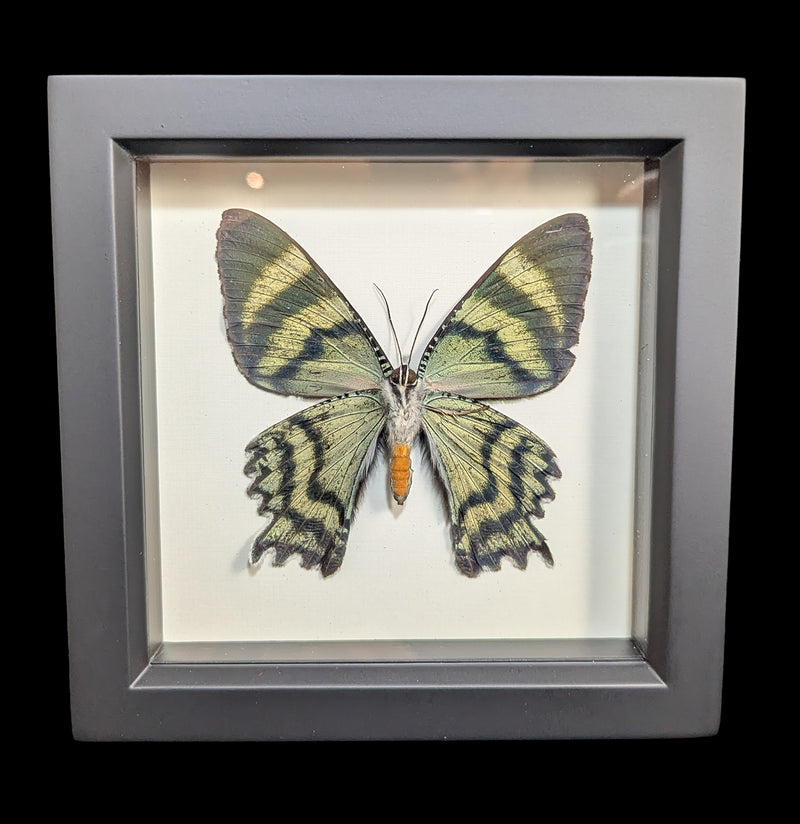 Framed Alcides Day Moth-Insects-Bug Under Glass-PaxtonGate