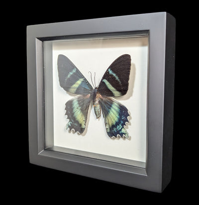 Framed Alcides Day Moth-Insects-Bug Under Glass-PaxtonGate