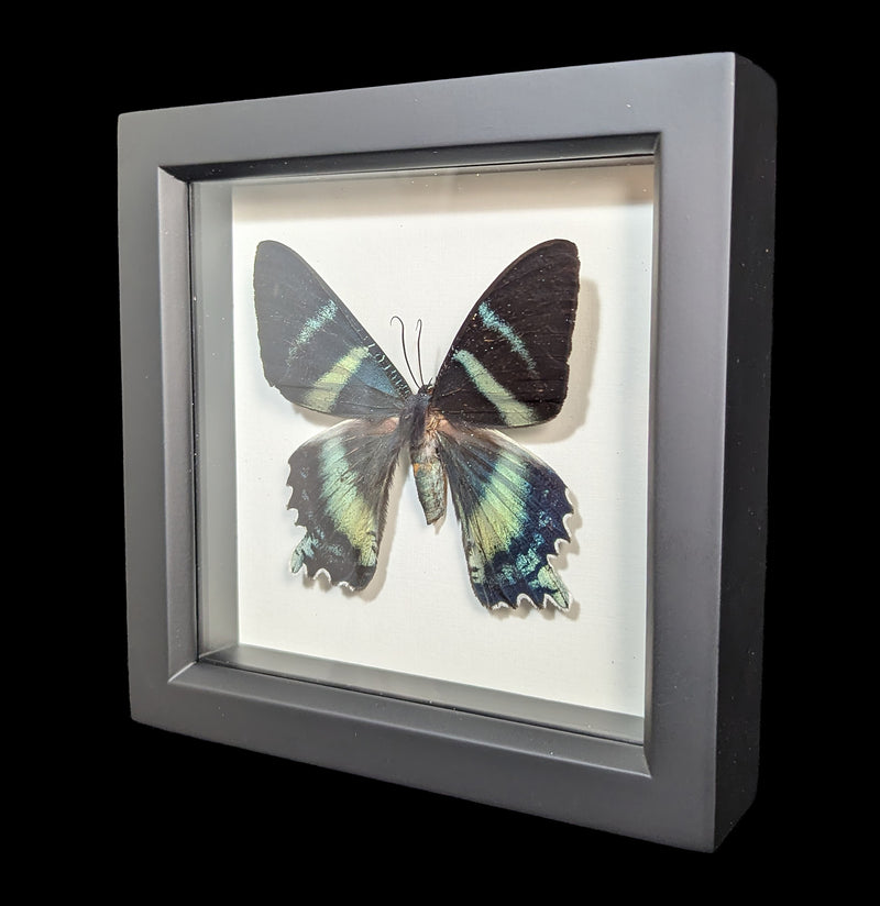 Framed Alcides Day Moth-Insects-Bug Under Glass-PaxtonGate