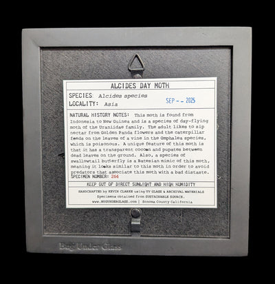 Framed Alcides Day Moth-Insects-Bug Under Glass-PaxtonGate