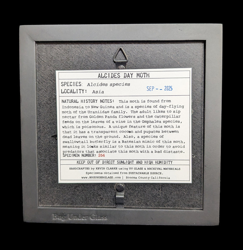 Framed Alcides Day Moth-Insects-Bug Under Glass-PaxtonGate