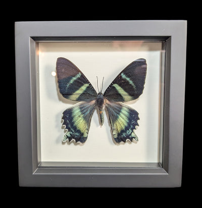 Framed Alcides Day Moth-Insects-Bug Under Glass-PaxtonGate
