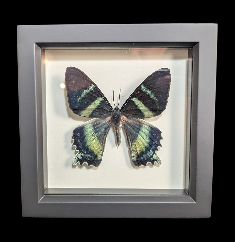 Framed Alcides Day Moth-Insects-Bug Under Glass-PaxtonGate