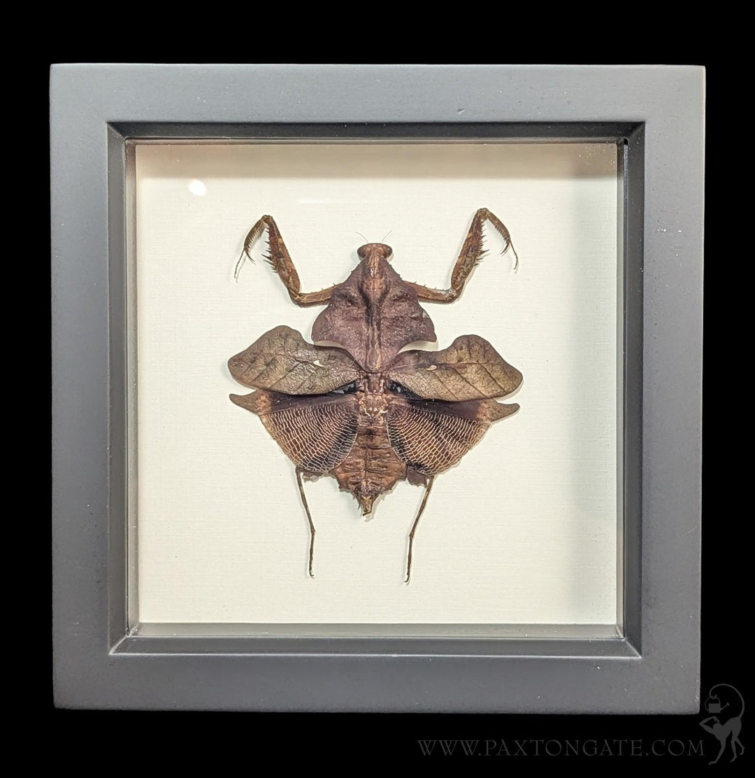 Framed Praying Mantis Dead Leaf Mimic For Sale | Paxton Gate