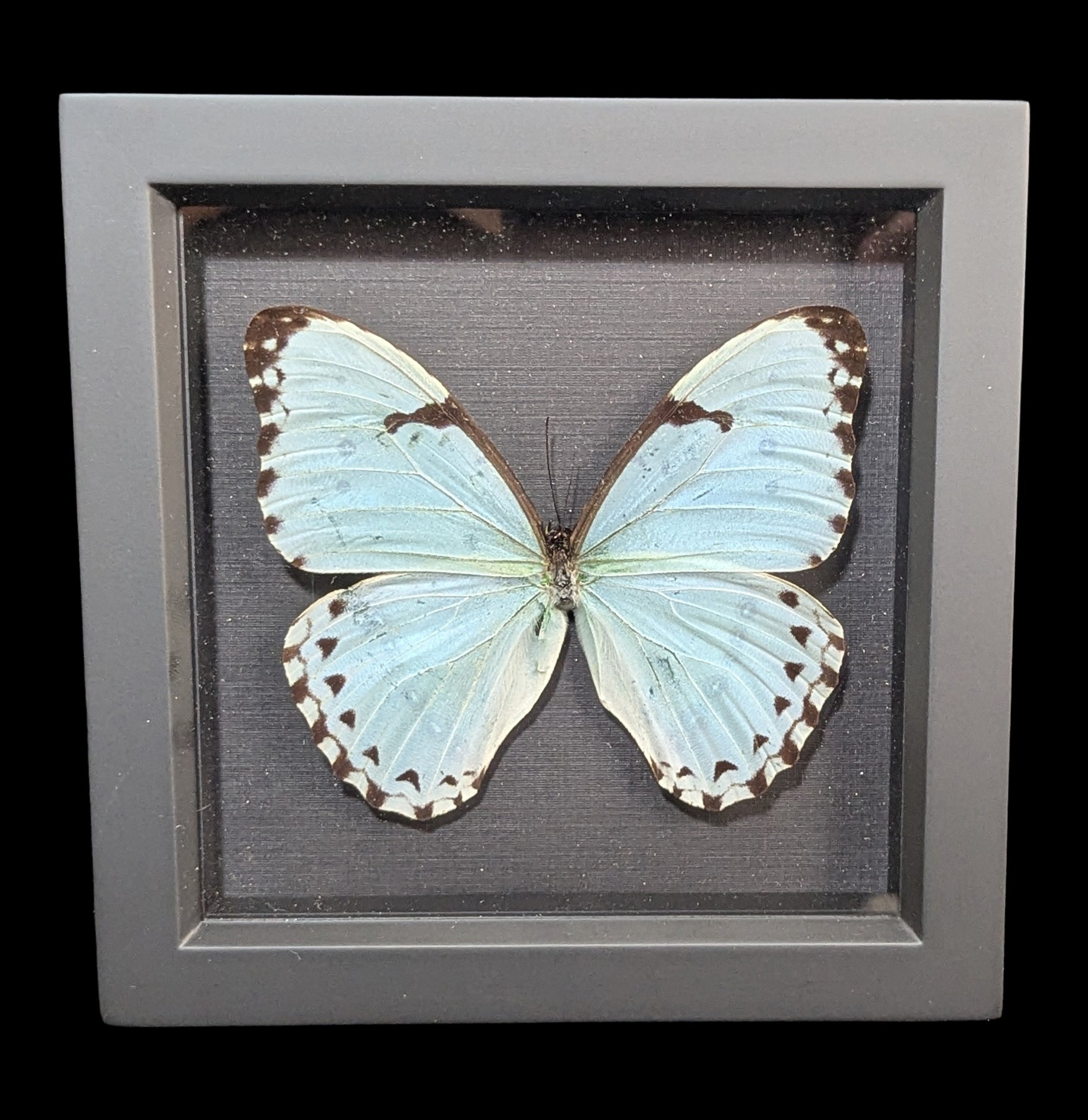 Framed Mint Morpho Butterfly For Sale | Paxton Gate