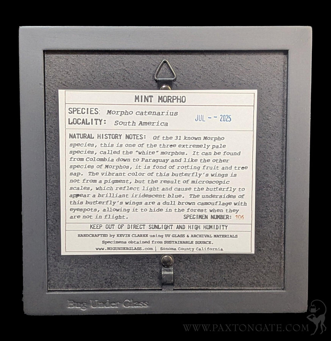 Framed Mint Morpho Butterfly For Sale | Paxton Gate