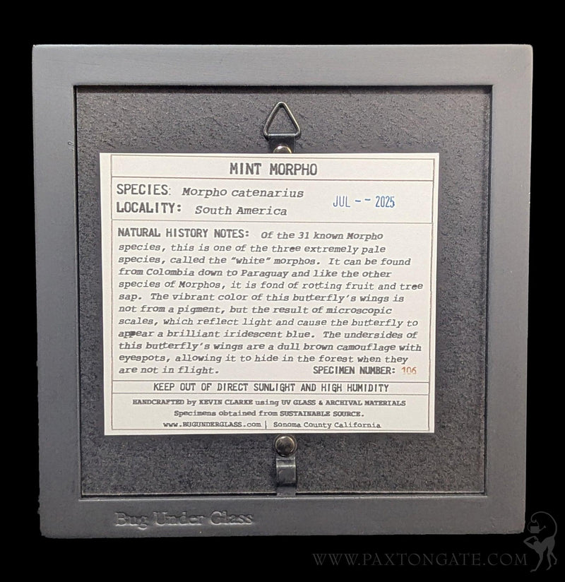 Framed Mint Morpho Butterfly For Sale | Paxton Gate