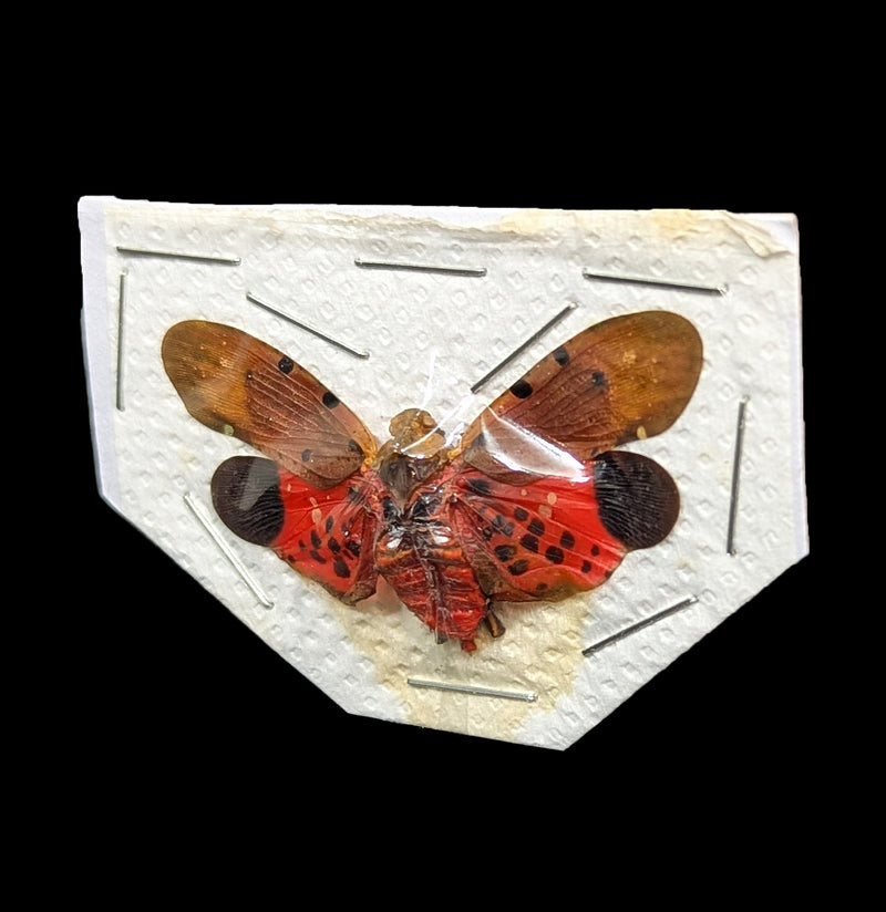 INORAN/2008 Butterfly Effect+〈2枚組〉 Spread Penthicoides atomaria Lanternfly For Sale | Paxton Gate