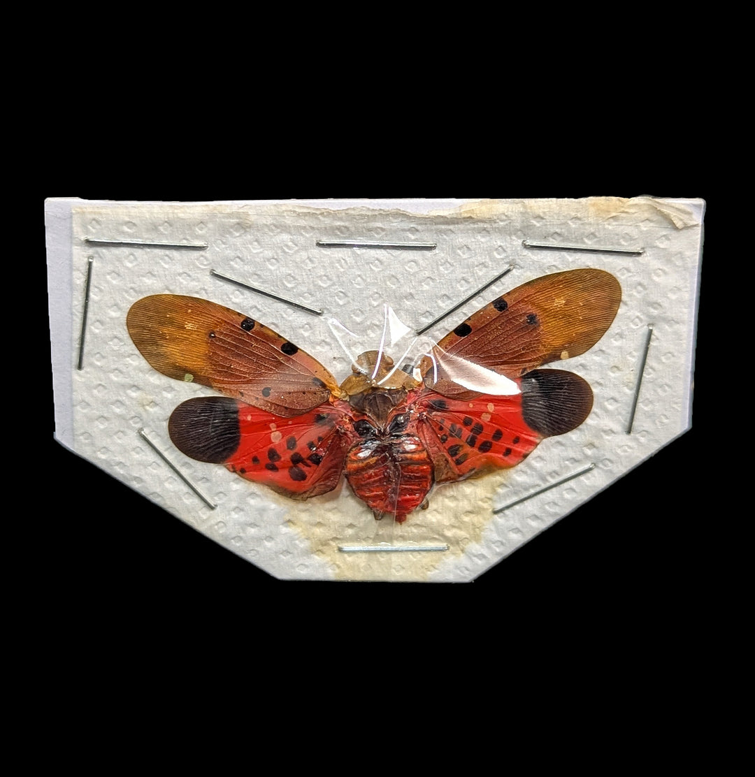Spread Penthicoides atomaria Lanternfly For Sale | Paxton Gate