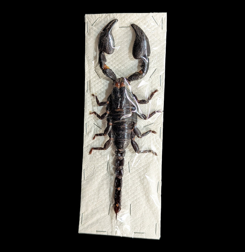 Loose Heterometrus Spinifer Asian Forest Scorpion For Sale