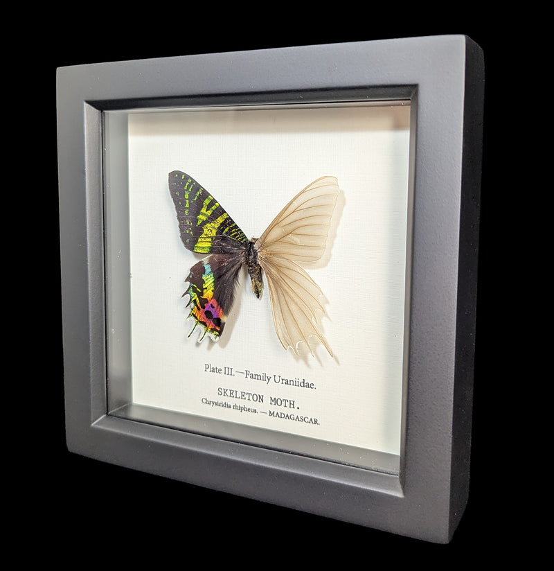 Framed Sunset Moth Skeleton-Insects-Bug Under Glass-PaxtonGate