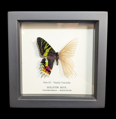 Framed Sunset Moth Skeleton-Insects-Bug Under Glass-PaxtonGate