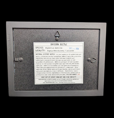 Unicorn Beetle Diorama-Insects-Bug Under Glass-PaxtonGate