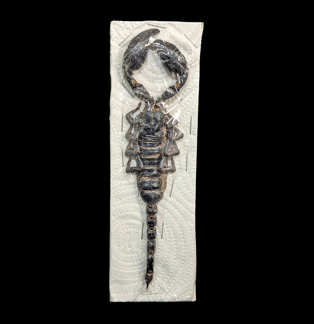 Loose Heterometrus Spinifer Asian Forest Scorpion For Sale