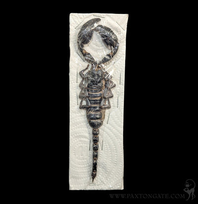 Loose Heterometrus Spinifer Asian Forest Scorpion For Sale