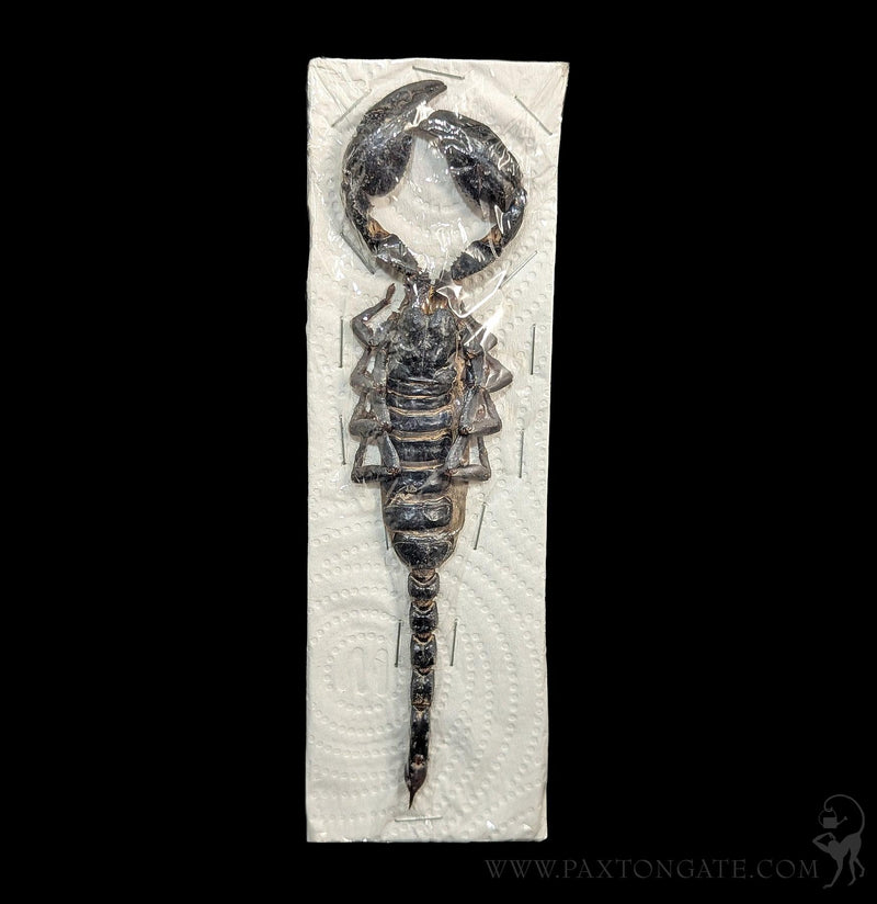 Loose Heterometrus Spinifer Asian Forest Scorpion For Sale