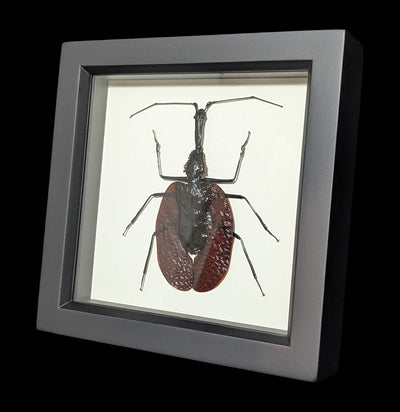 Framed Violin Beetle-Insects-Bug Under Glass-PaxtonGate