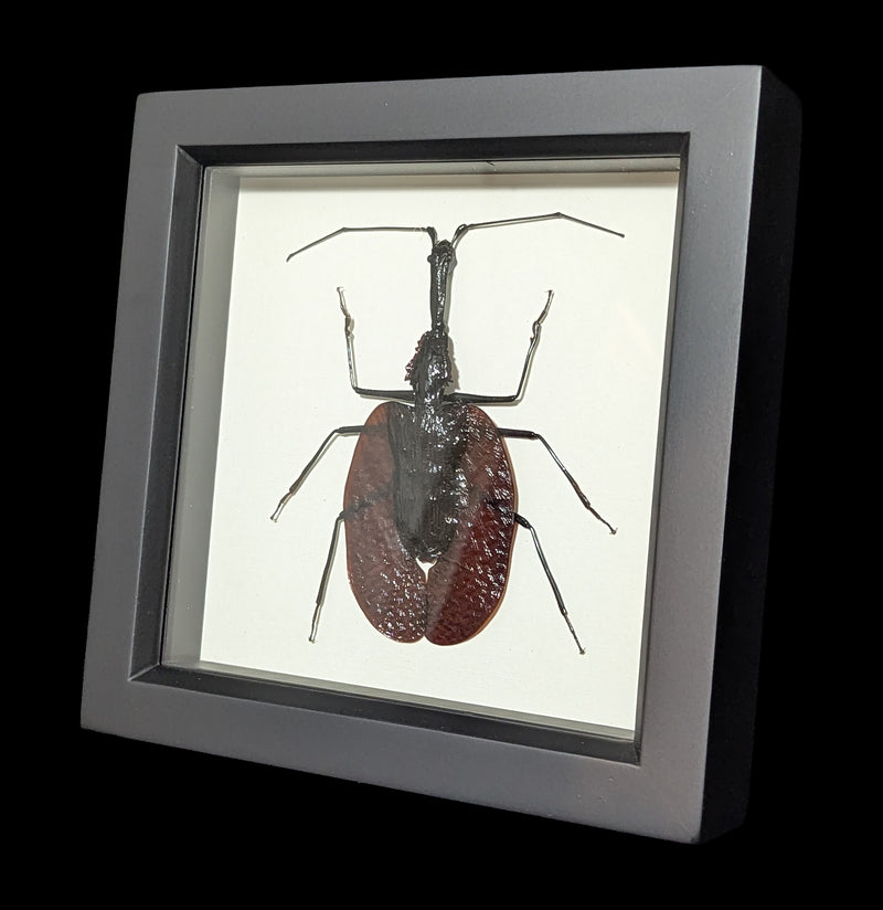 Framed Violin Beetle-Insects-Bug Under Glass-PaxtonGate