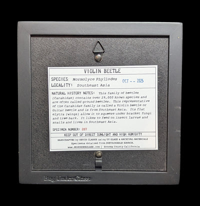 Framed Violin Beetle-Insects-Bug Under Glass-PaxtonGate